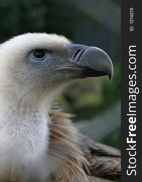 Griffon Vulture (bird of prey)