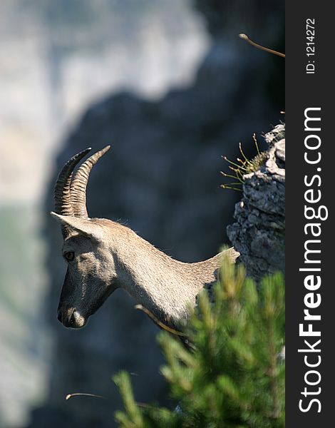 I saw this ibex at the Niederhorn in Switzerland. I saw this ibex at the Niederhorn in Switzerland.