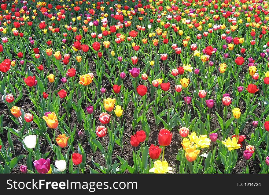 A flowerbed with many tulips