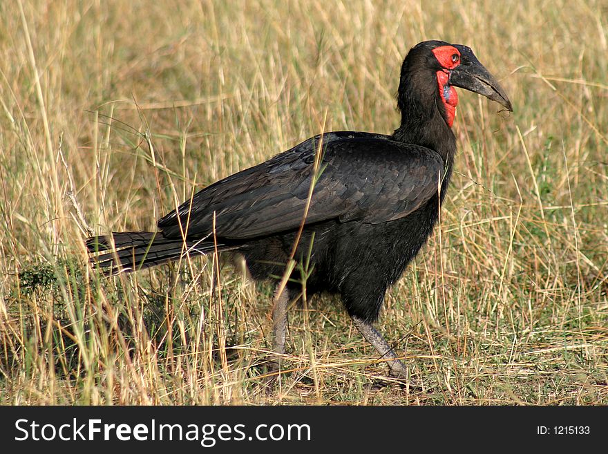 A red faced bird walking among grass in Afriac
