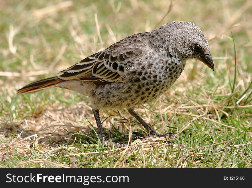 Baby Bird walkng in Tanzania