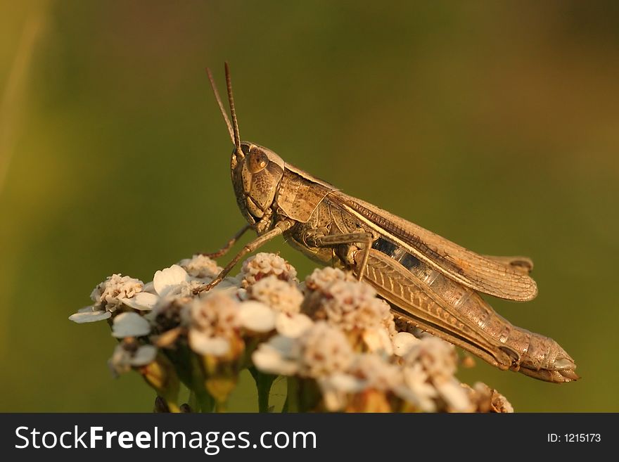 Grasshopper on a flower