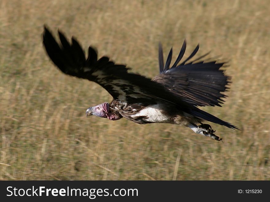 Flying buzzard