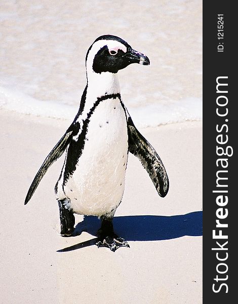 Jack Ass Penguin
