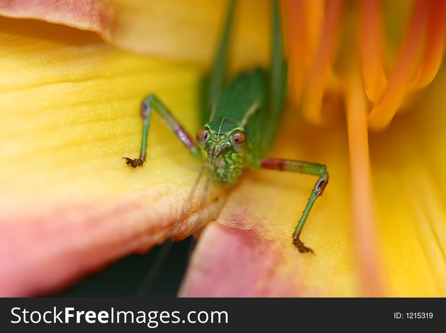 Macro photo of a green bug inside of a pink/orange lilly