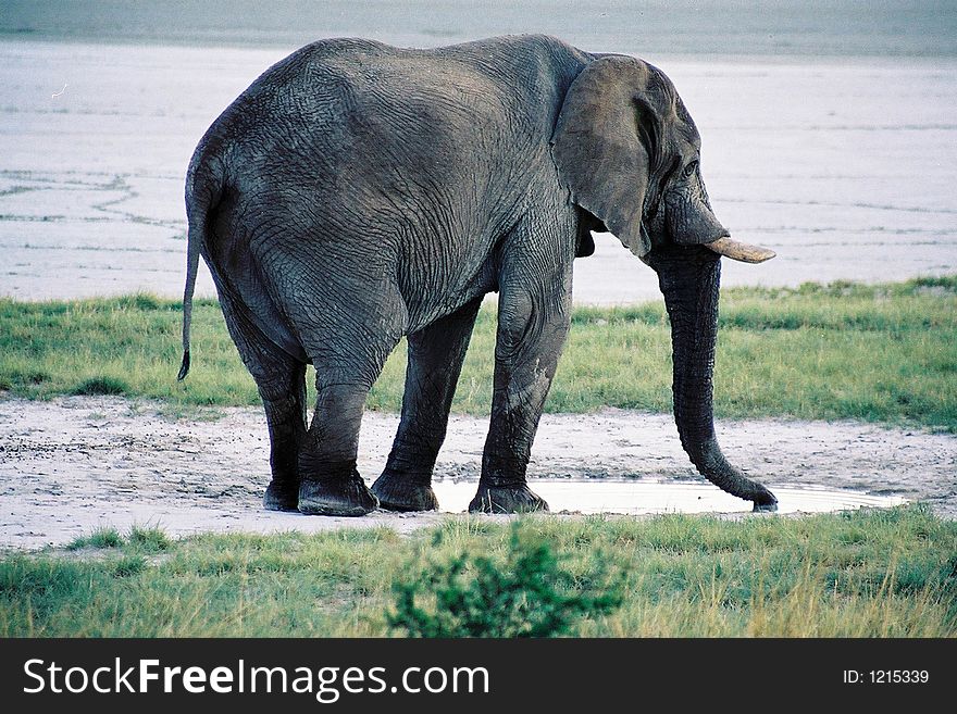 Elephant at watering hold