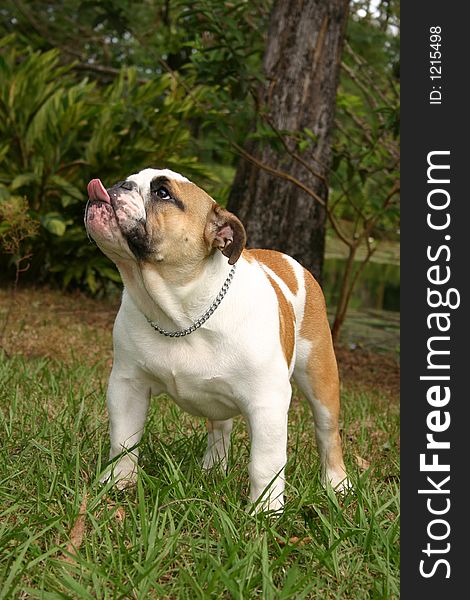 A pure breed bulldog in the field