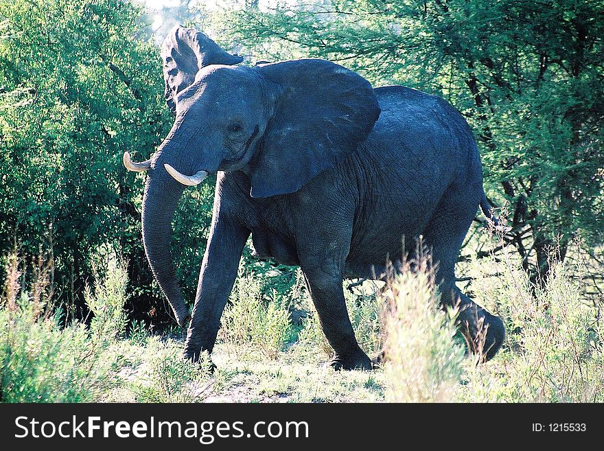 Elephant flapping its ears and charging in Maasai Mara, Kenya. Elephant flapping its ears and charging in Maasai Mara, Kenya