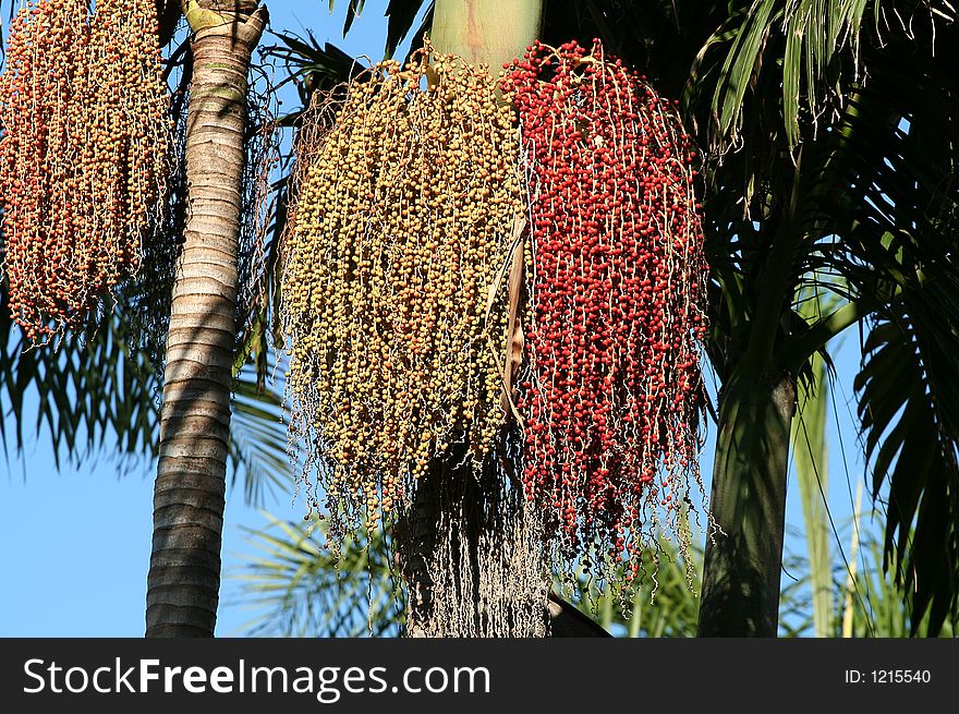 Bamboo palm tree with colroful berries