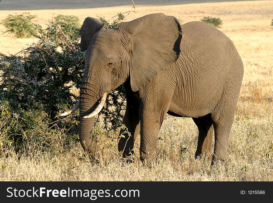 Elephant chewing on bush in Maasai Mara, Kenya. Elephant chewing on bush in Maasai Mara, Kenya
