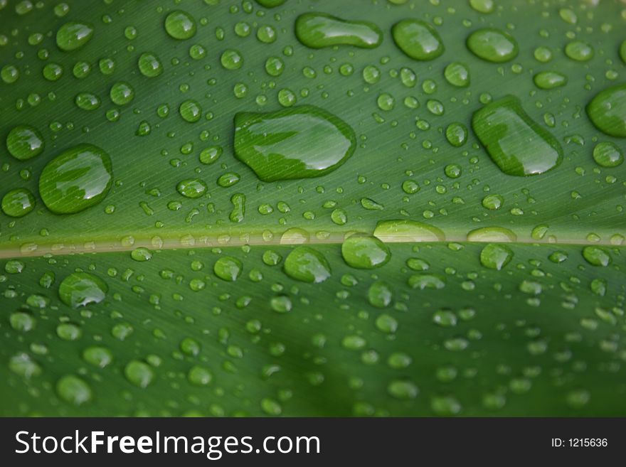Many drops of rain water in leaf in the trpoics. Many drops of rain water in leaf in the trpoics