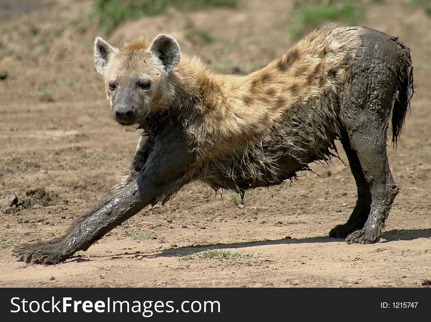 Muddy Hyena