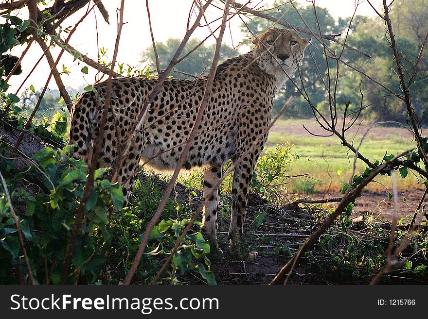 Cheeky Cheetah