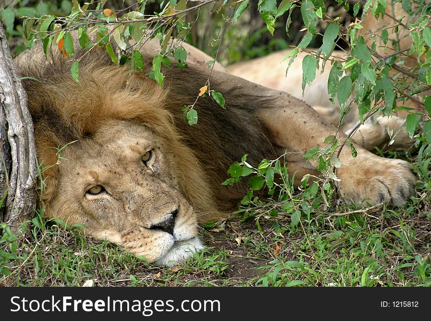 Sleepy Lion King