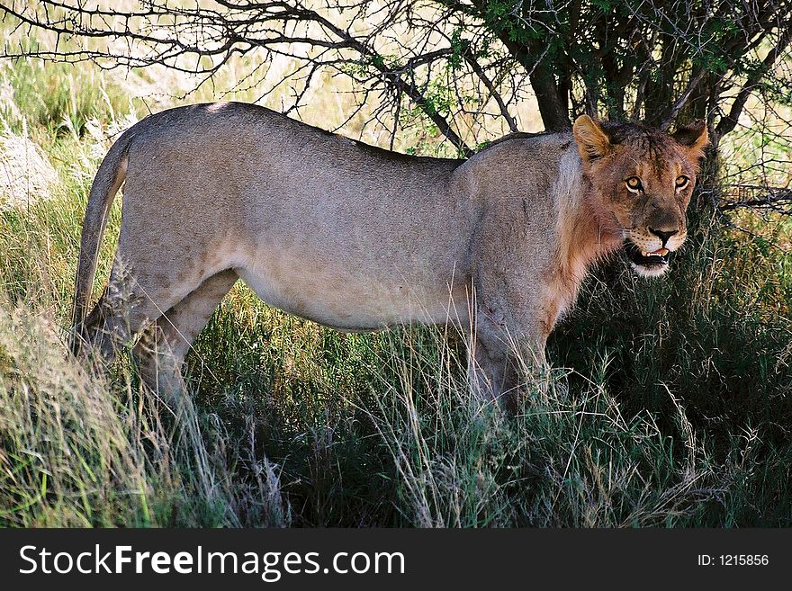 Female lion stalking prey in Serengeti, Tanzania. Female lion stalking prey in Serengeti, Tanzania