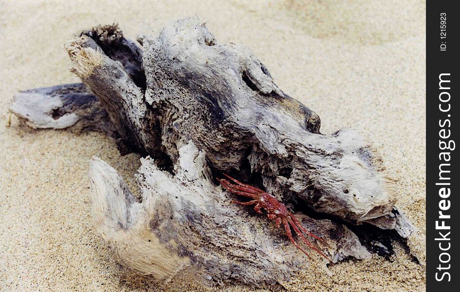 A crab on a piece of beach wood from the North Shore of Hawaii. A crab on a piece of beach wood from the North Shore of Hawaii