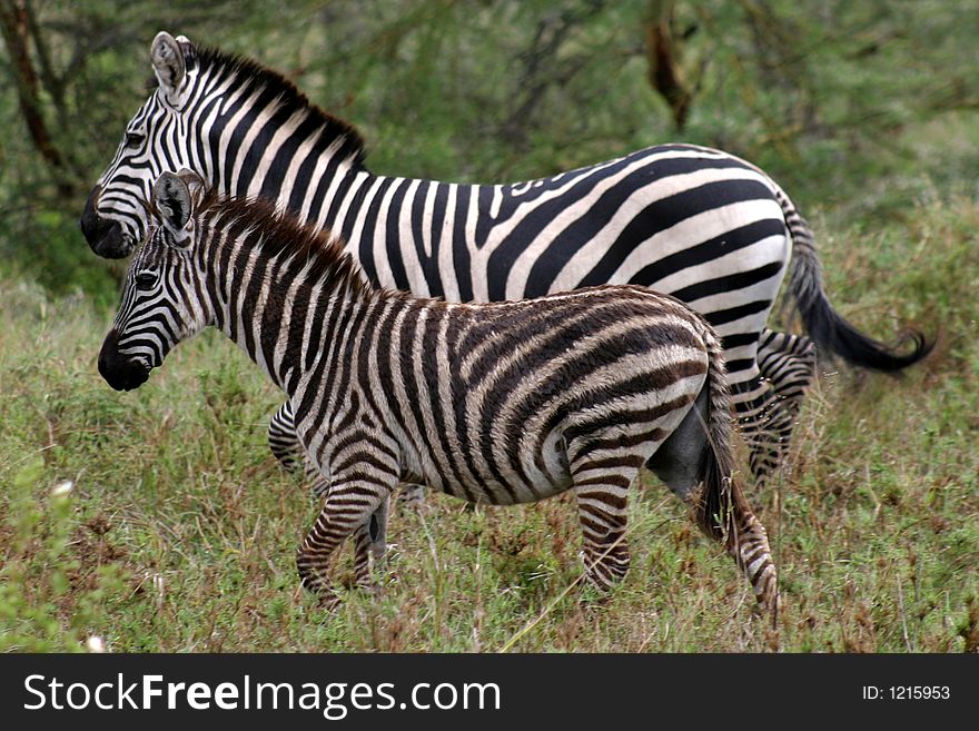 Mother and baby zebra galloping in Maasai Mara, Kenya. Mother and baby zebra galloping in Maasai Mara, Kenya