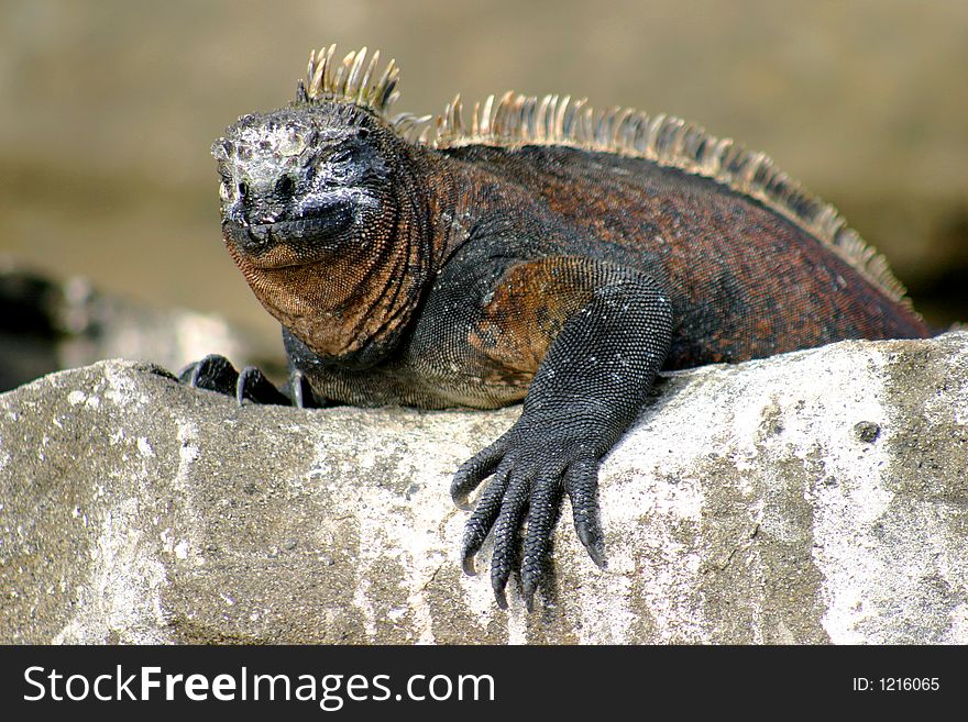 Iguana in Galapagos Island hanging out over rock. Iguana in Galapagos Island hanging out over rock