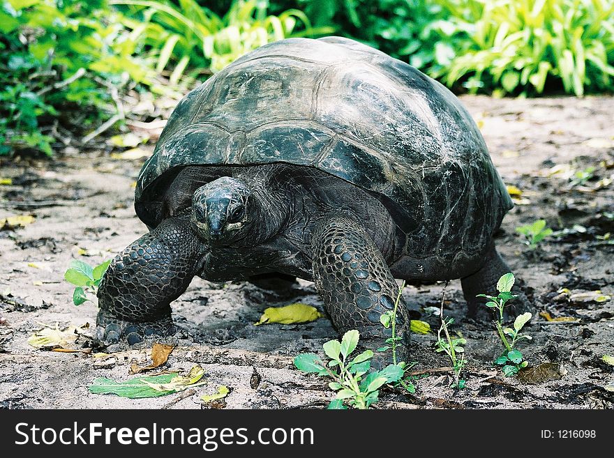 Tortoise walking slowly in Galapagos Islands. Tortoise walking slowly in Galapagos Islands