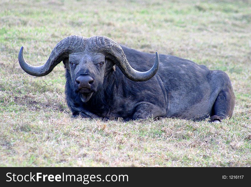 Lazy Cape Buffalo