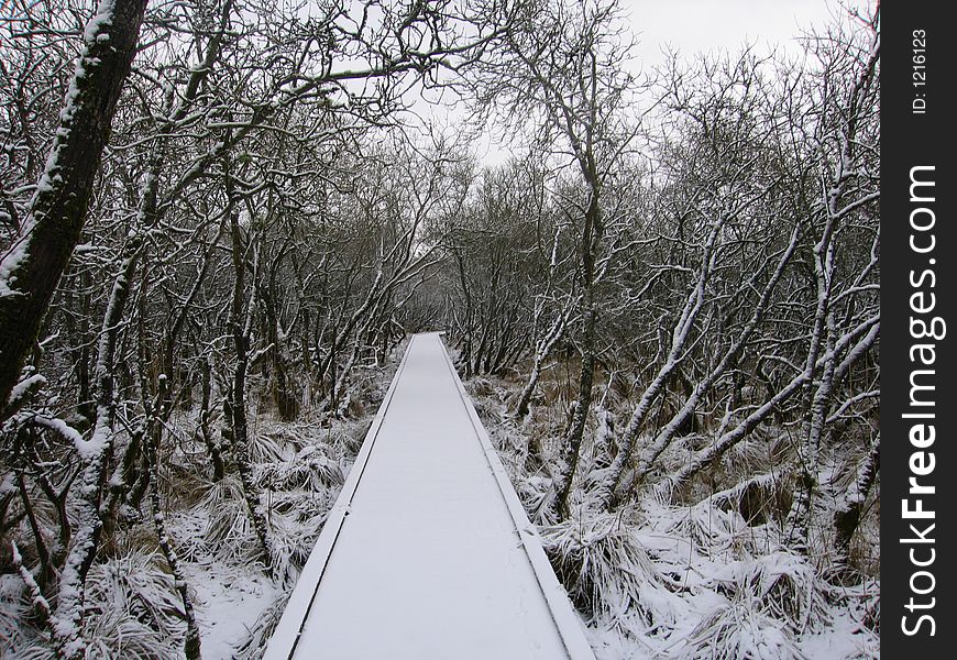 A winter bridge in the forest. A winter bridge in the forest