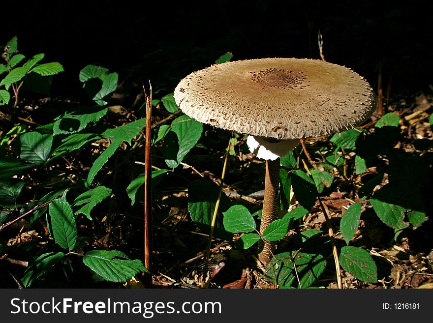 Brown mushroom in forest