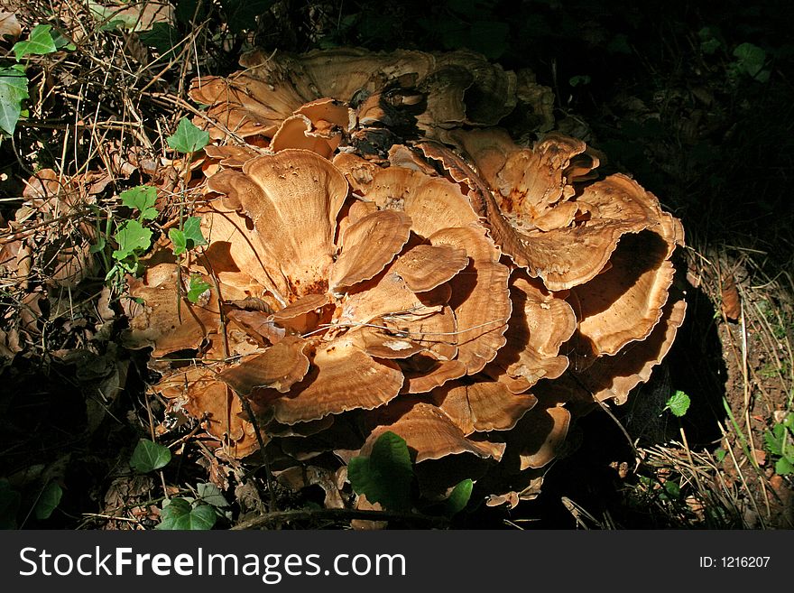 Fungi on forest floor