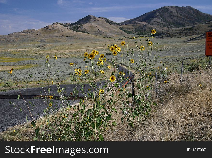 A road that winds through the wasatch mountains in Utah, USA in the Summer. A road that winds through the wasatch mountains in Utah, USA in the Summer