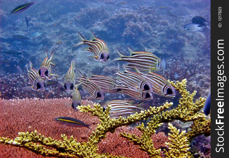 Healthy tropical reef with a school of squirrelfish