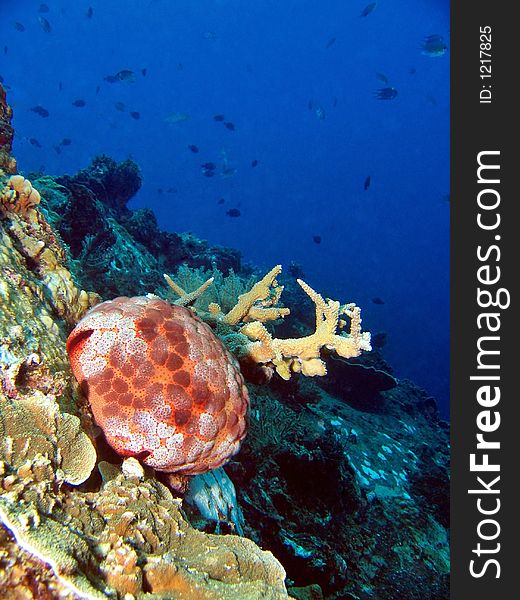 Cushion startfish in tropical reef. Cushion startfish in tropical reef