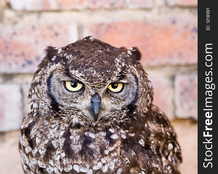 South african owl portrait .