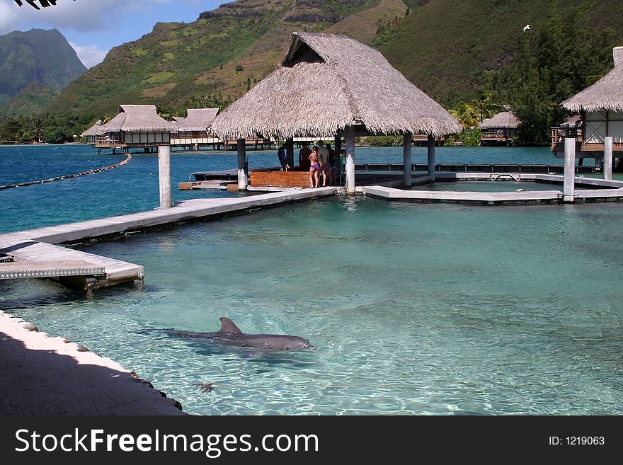 Dolphin in a bassin in a tropical resort