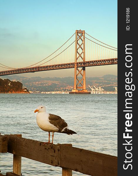 Seagull with a bridge on the background. Seagull with a bridge on the background