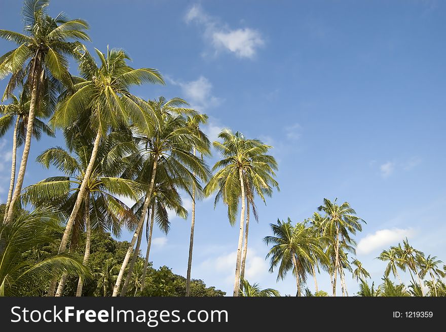 Coconut trees along beach