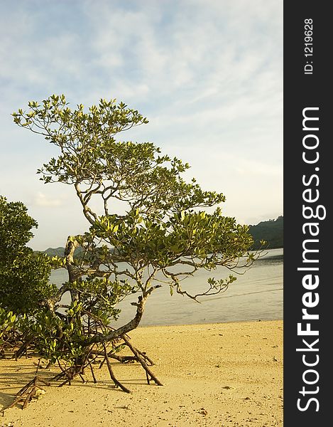 Mangrove tree along a beach in El Nido, Philippines, Asia