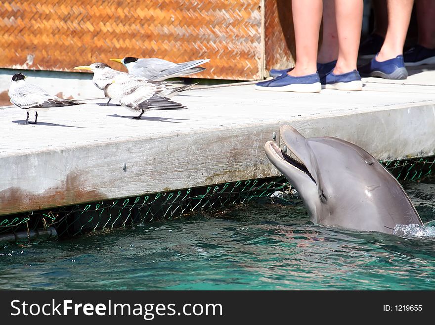 Dolphin playing with seagulls. Dolphin playing with seagulls