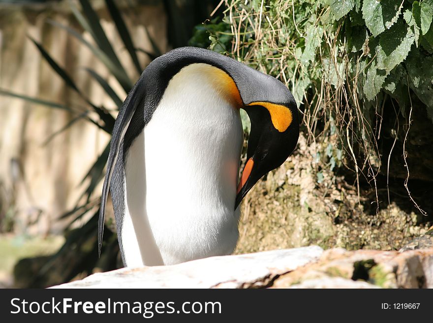 Emporer penguin enjoying the sunshine