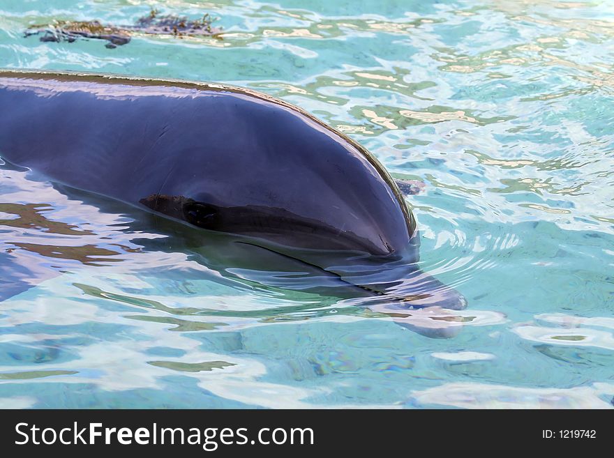 Swimming dolphin head