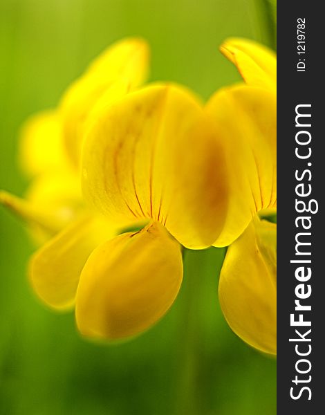 Bird's foot trefoil, yellow vetch flower close up