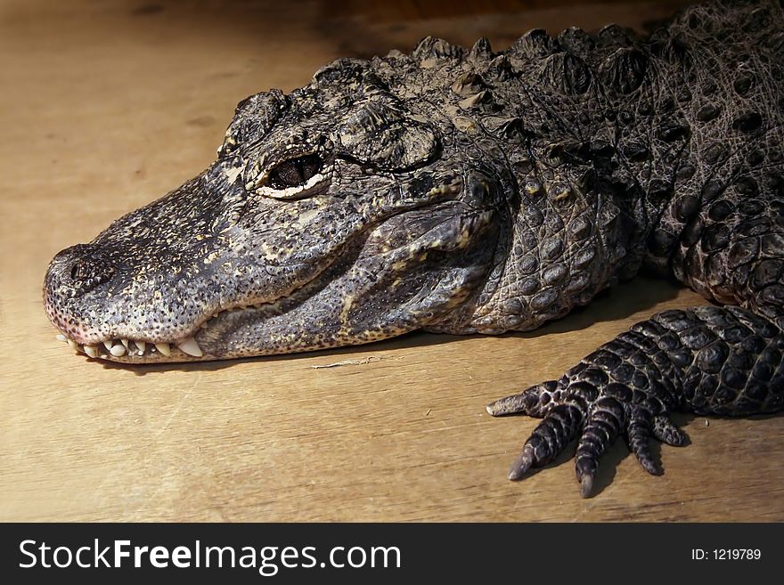 Young hungry crocodile on a wooden table. Young hungry crocodile on a wooden table
