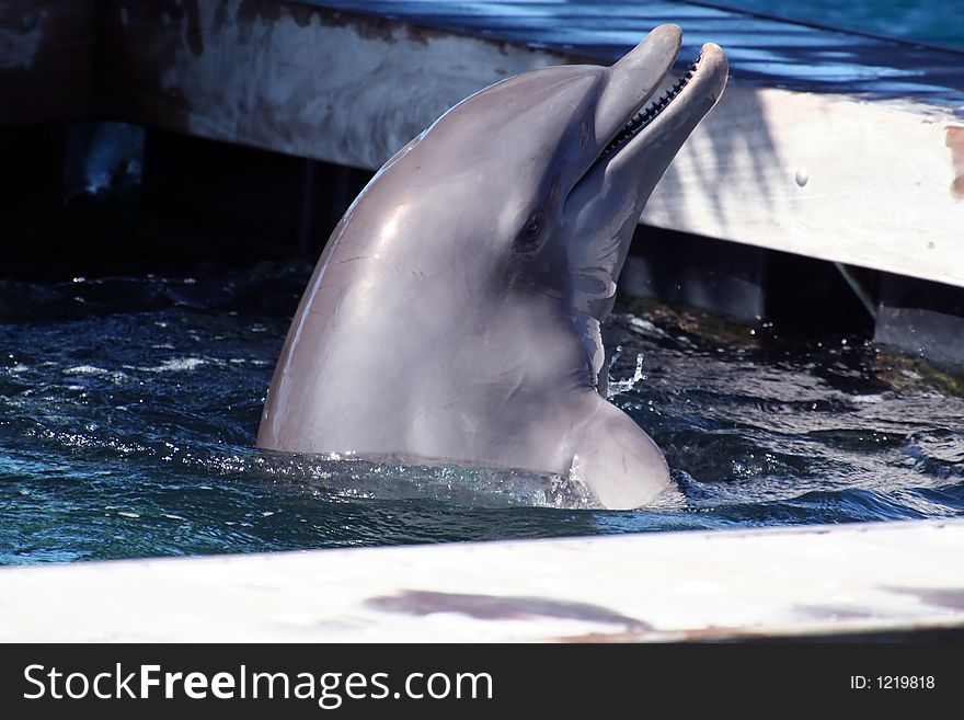 Dolphin with head out of water