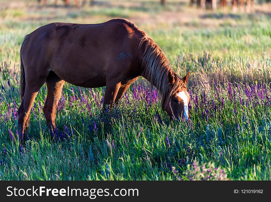 Mustang or wild horses grazes on meadow in Rostov national reserve, Russia. Mustang or wild horses grazes on meadow in Rostov national reserve, Russia