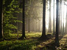 Sunrise In The Forest With Fog Stock Images