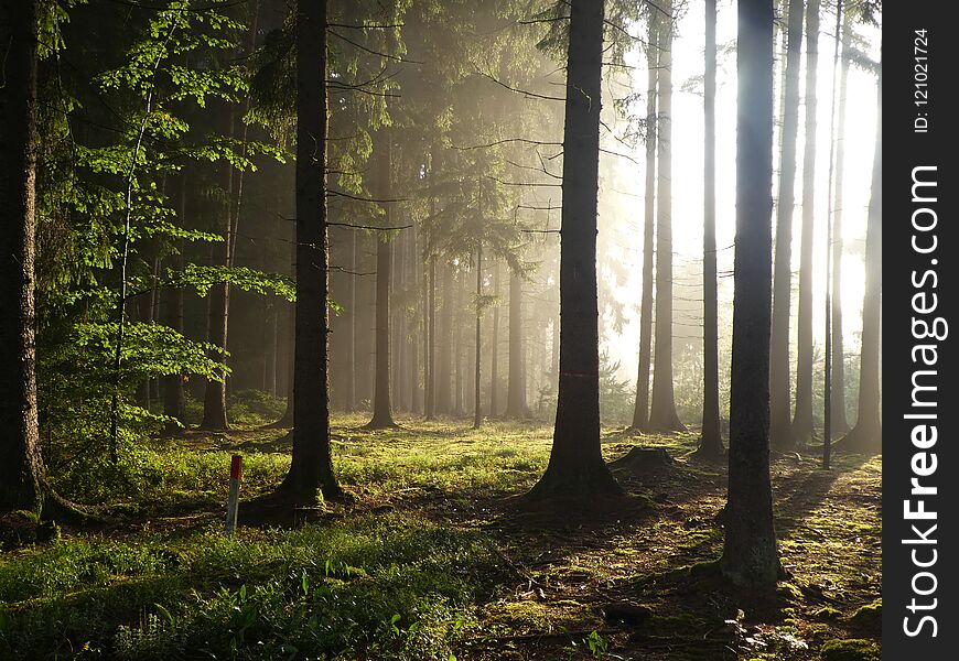 Fog sunrise sunlight forest trees bright moss nature wild Bavaria europe. Fog sunrise sunlight forest trees bright moss nature wild Bavaria europe