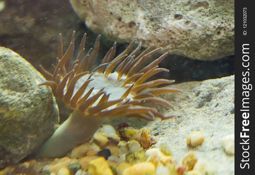 Beautiful Brown sea flower reef at underwater.