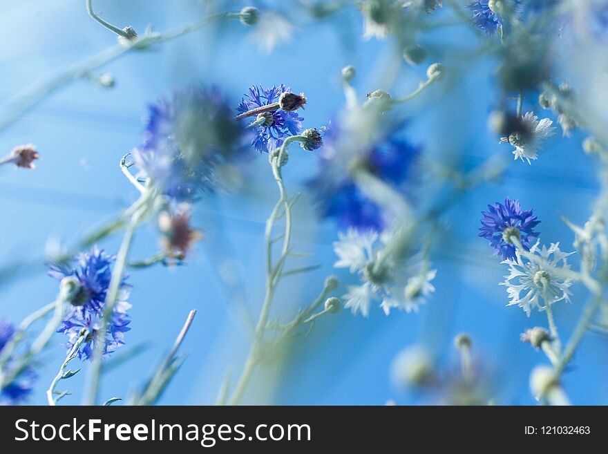 The colorful flowers in soft color and blur style for background