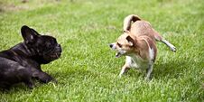 Playing Dogs Stock Photography