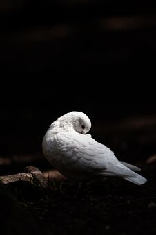 White Pigeon Royalty Free Stock Image White Pigeon Royalty Free Stock Image