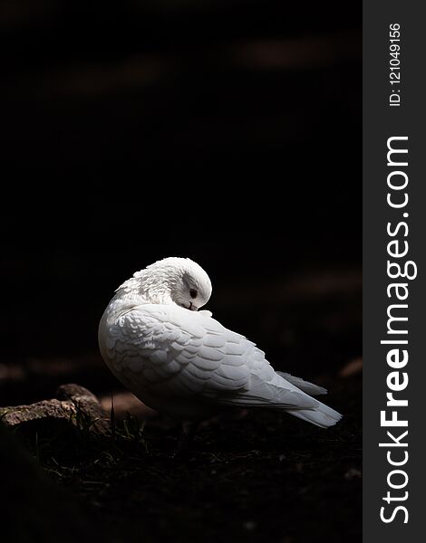 White pigeon sitting on a tree in the woods