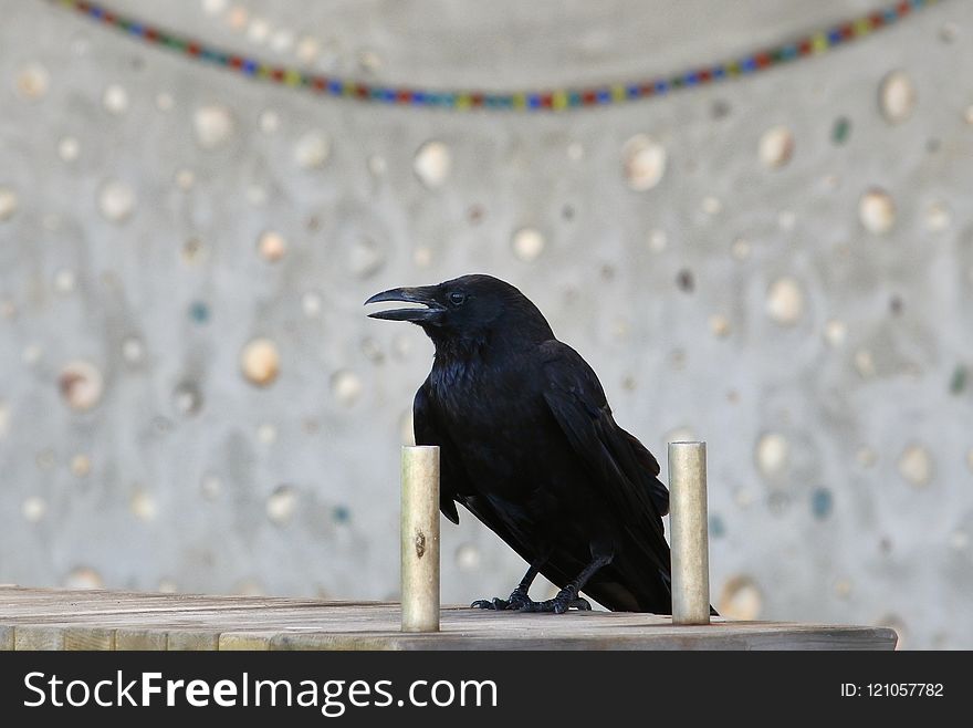 Bird, American Crow, Crow, Crow Like Bird